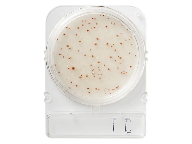 Placa Pronta para Análise Microbiológica Compact Dry TC Bactérias Totais