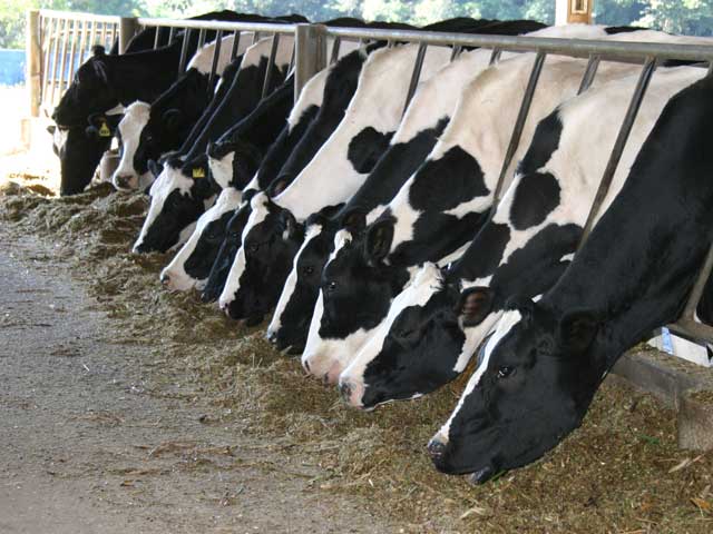 Comportamento ingestivo de vacas em lactação alimentadas com cana-de-açúcar ou feno da parte aérea da mandioca