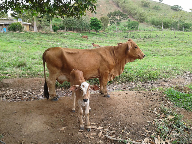 Manejo de vacas recém-paridas