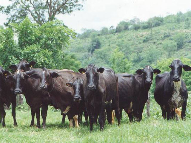 ABS identifica genes resistentes à mastite
