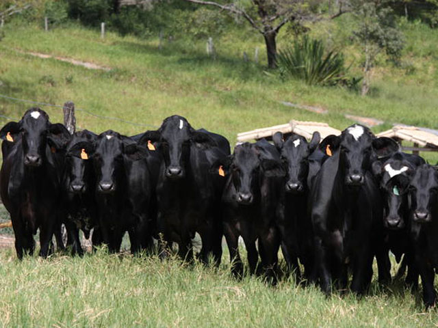 DF: inscrições abertas para a 3ª Prova de Leite a Pasto da Embrapa Cerrados e Aczp