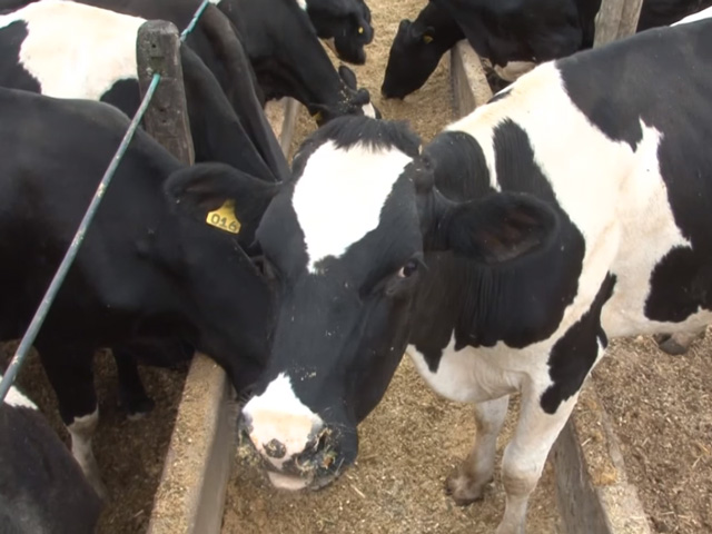 Custo de criação de novilhas na região da Zona da Mata mineira