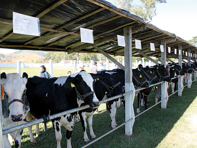 Megaleite: Genética do gado leiteiro atrai visitantes estrangeiros