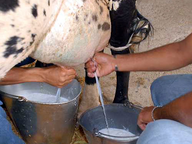 Agronegócio do leite: oportunidade para o Brasil ser competitivo