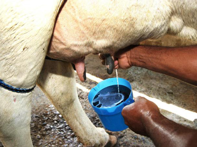 Consequências econômicas da mastite bovina em rebanhos leiteiros