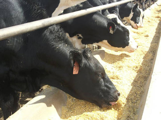 Preço do farelo de soja sobe 3% em outubro