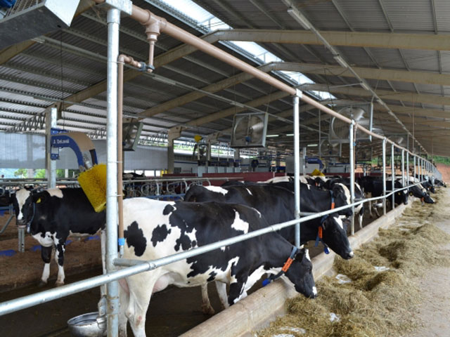 Consumo de matéria seca e fibra detergente neutro em vacas leiteiras sob pastejo e suplementadas com diferentes quantidades de concentrado