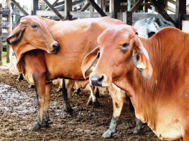 Efeitos negativos do estresse térmico na reprodução de bovinos