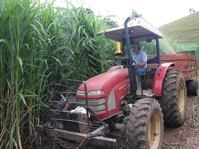 Cultivares de capim elefante são destaques no Show Rural da Coopavel