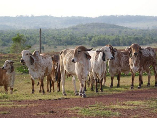 Abertas as inscrições para a 4ª prova de produção de leite a pasto de raças zebuínas leiteiras no DF