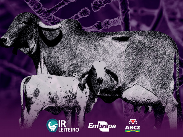 Primeiro sumário genômico de vacas Gir será lançado durante Expogenética 2018