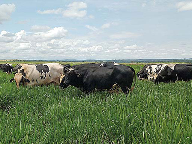 É preciso atenção na hora de voltar as vacas para o pasto