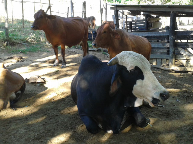 Custo com sanidade é baixo, mas manejo inadequado pode resultar em prejuízo