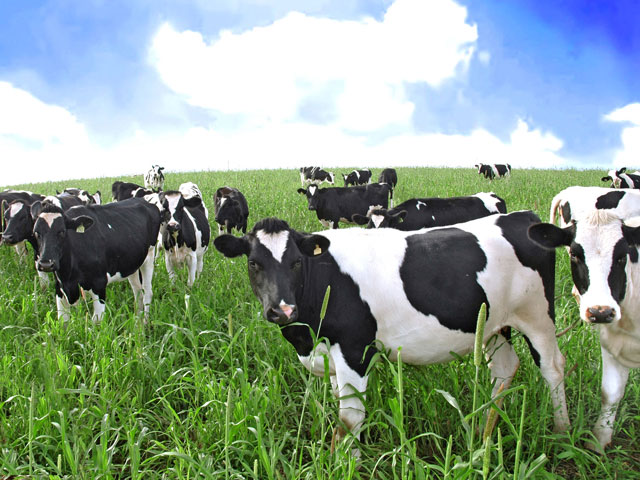 Em parceria com o varejo, Arla desenvolve novos padrões para a produção leiteira