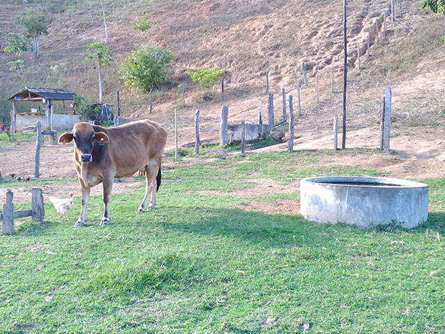 Brasil registra uma redução no número de vacas nas fazendas