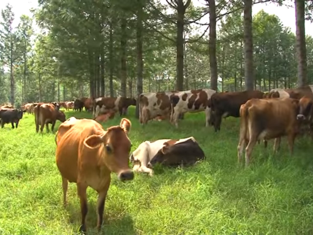 Produtores rurais conhecem benefícios de integração de gado de leite com plantio florestal