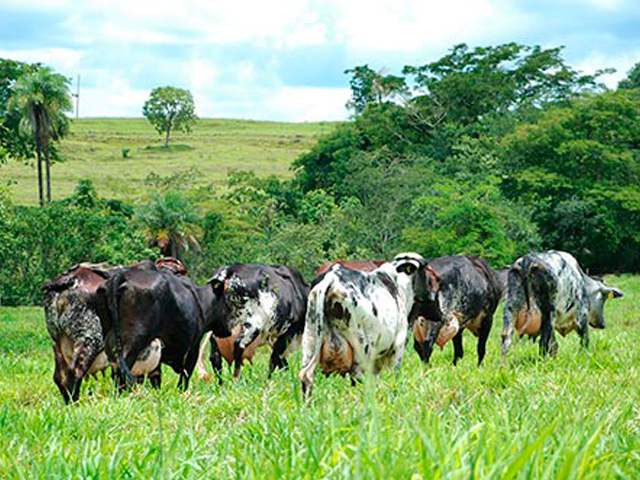 Como tratar vacas leiteiras durante o período de transição