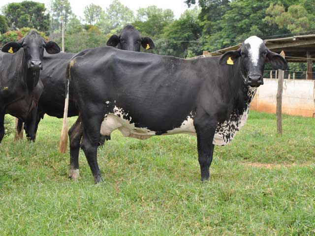 Preço pago ao produtor em MT cai quase 2% em janeiro, diz Imea