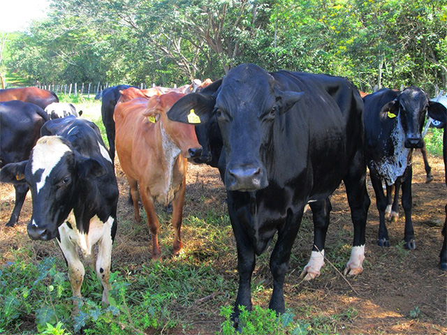 Renda baixa e custo alto tiram produtores de leite da atividade em MT