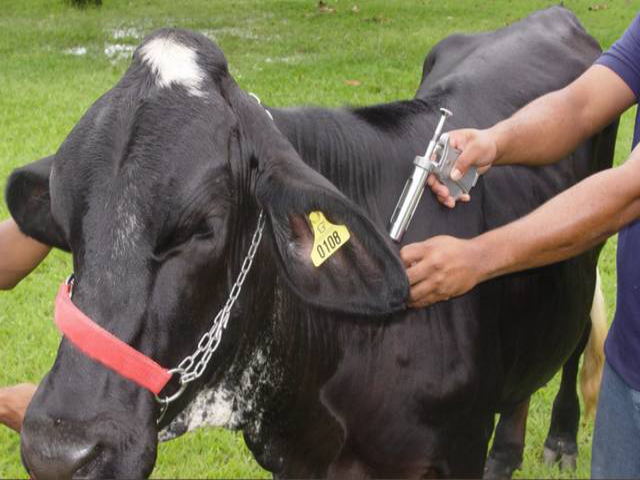 Paraná está pronto para receber status de área livre de febre aftosa sem vacinação