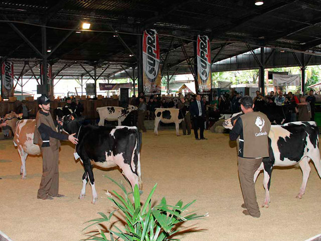 Raça Holandesa abre inscrições para a Expoleite Fenasul/RS