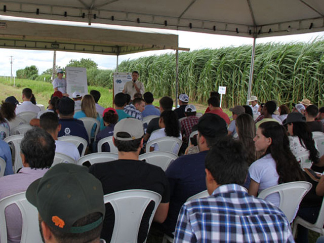 Embrapa abre inscrições para dia de campo sobre sistemas integrados em Sinop/MT