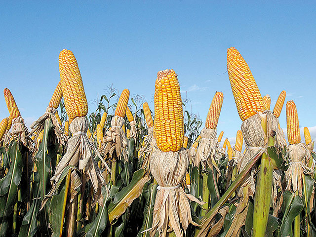 USDA vê oferta global de milho ainda mais confortável