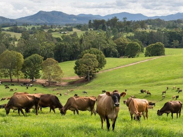 Fixed Base Milk Price: Fonterra anuncia preço fixo de leite para 2019/20
