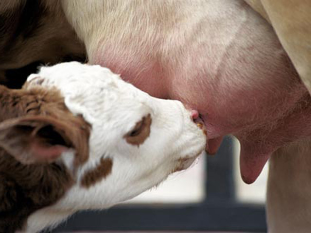 Pesquisa mostra a melhor maneira de alimentar os bezerros jovens