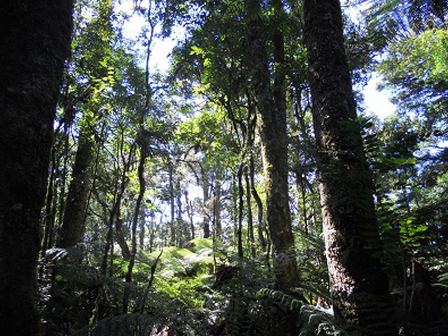 Lançado primeiro Inventário Florestal Nacional em escala municipal