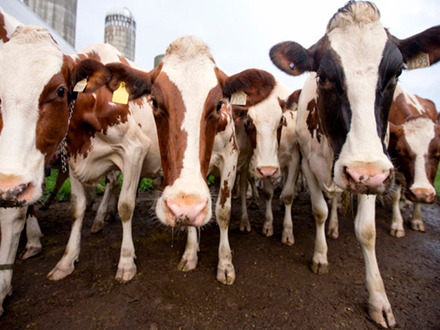 Pecuaristas de Nova Mamoré/RO investem em tecnologia para alavancar produção de leite