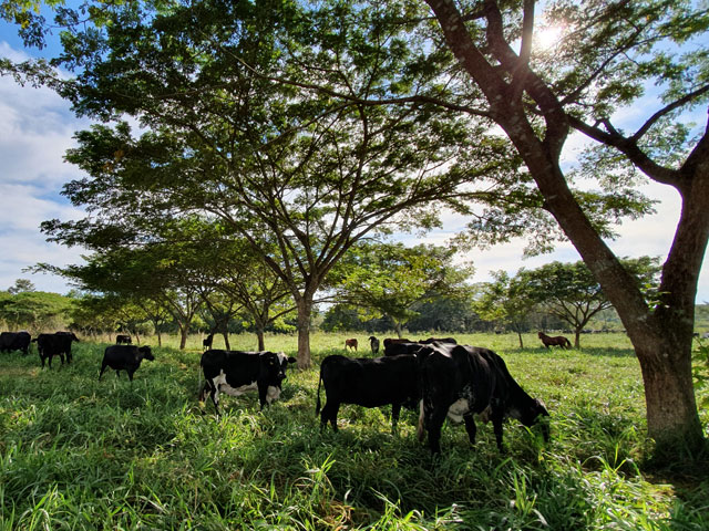 Integração Lavoura-Pecuária-Floresta é destaque na Expoacre