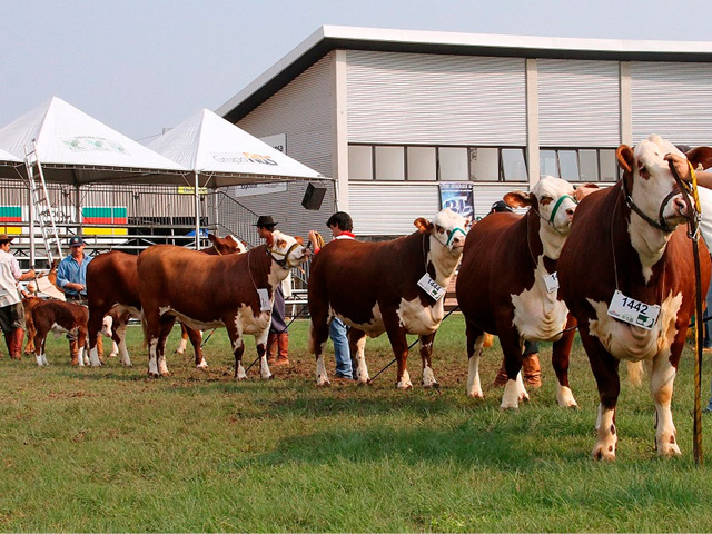 Expointer de 2019 contará com 3.975 animais que vão a julgamento