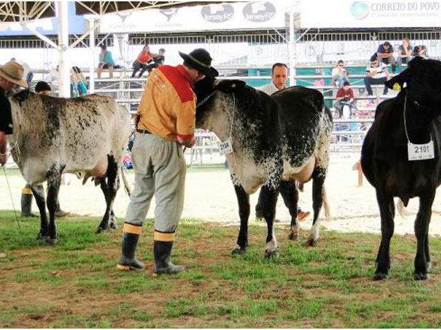 Expointer 2019 sediará 7ª Mostra da Raça Girolando