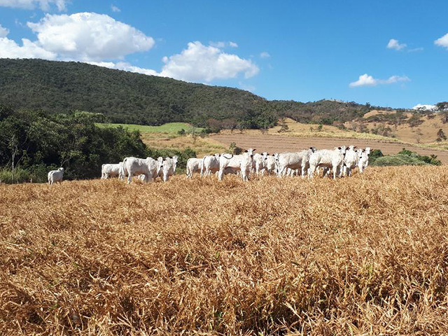 Estratégias de suplementação na entressafra!