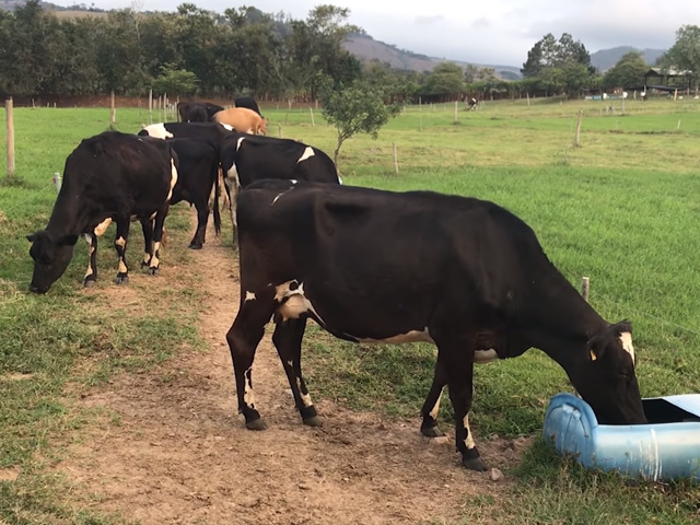 A importância do cálcio no desempenho das vacas leiteiras