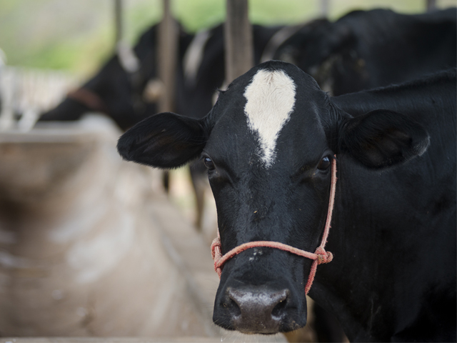 Rebanho bovino e produtividade de leite crescem no Ceará
