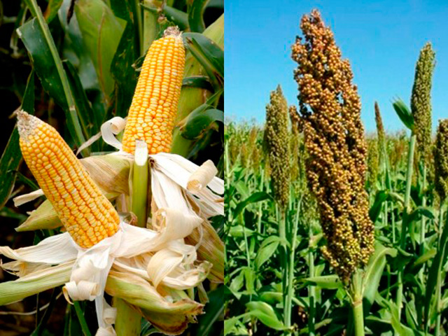 UFJF sedia simpósio sobre silagem de milho e sorgo