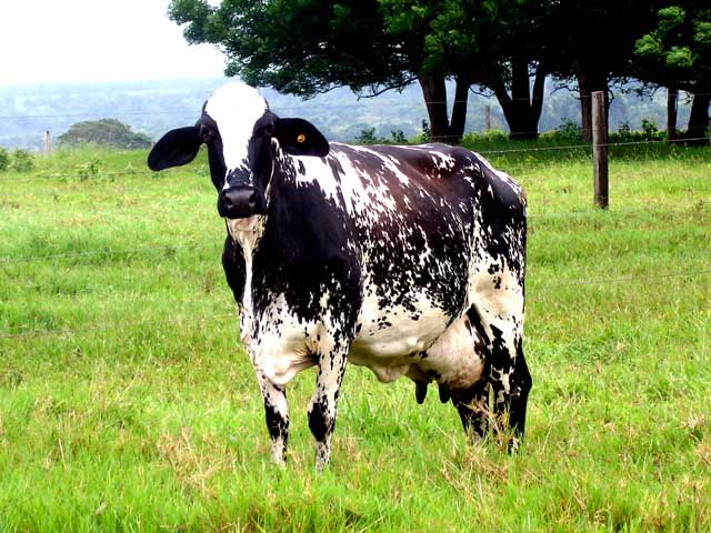 Custo de produção de leite em MG registra aumento de 1,87%