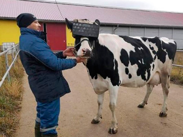 Vacas russas ganham visor de realidade virtual para reduzir ansiedade e dar mais leite