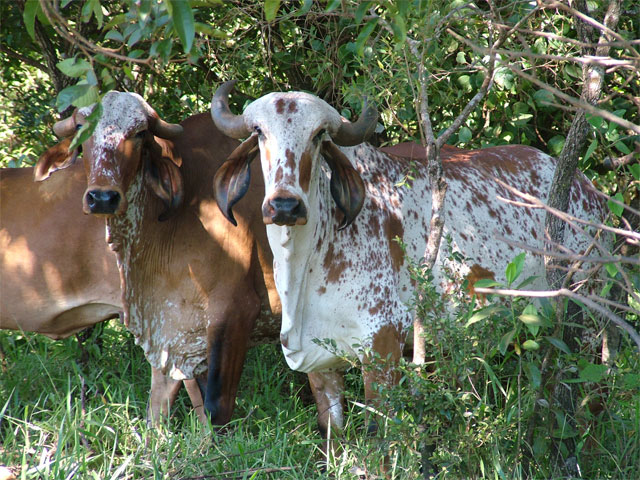 EPAMIG realiza Curso de Manejo e Nutrição de Gado Leiteiro em Ipanema–MG
