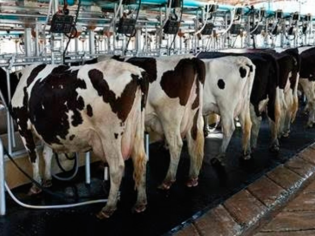 EUA: mais de 800 fazendas leiteiras de Wisconsin fecharam em 2019