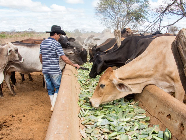 Rede Palma distribui e multiplica mudas de palma forrageira no Norte de Minas Gerais
