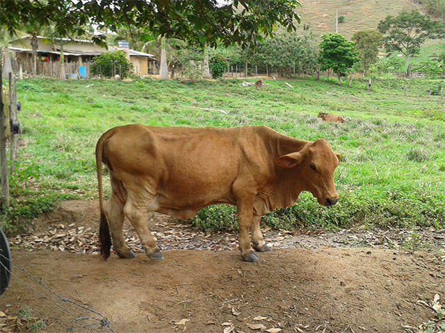 O Agronordeste é nossa prioridade, diz BNB