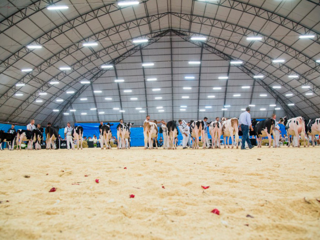 Expojovem Castrolanda 2020 mostra qualidade nos animais Jersey e Holandês da região de Castro-PR.