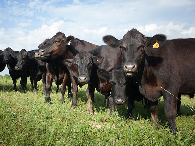 Tristeza Parasitária Bovina causa anemia e queda em produtividade de carne e leite