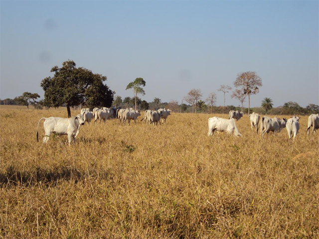 Seca atinge em cheio o RS e produtores pedem ajuda do governo