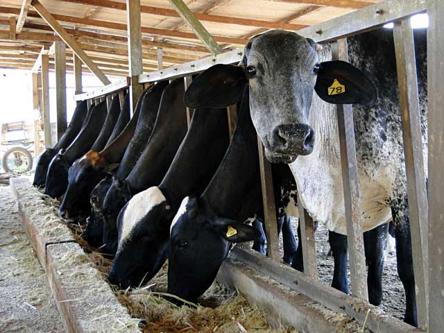 Covid-19 já impacta custo de produção do leite