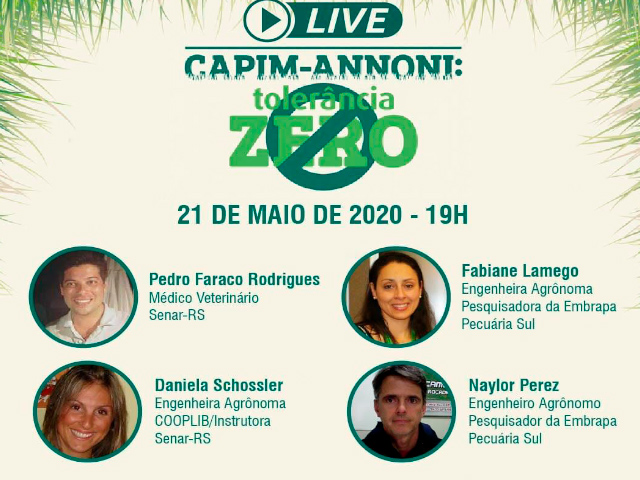 Live do Senar e Embrapa aborda controle do capim-annoni