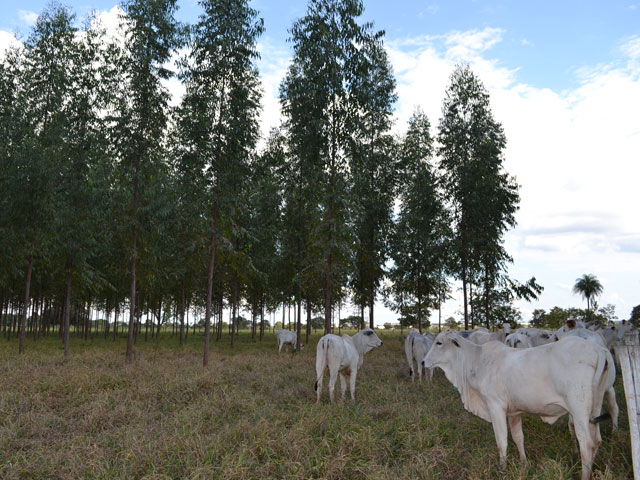 Como proteger a saúde e o bem estar dos bovinos no frio